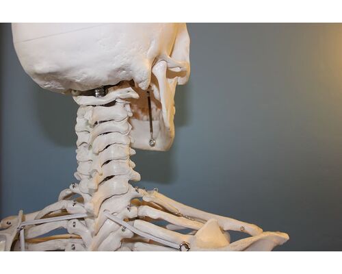 skull-vertebrae-anatomy-bone