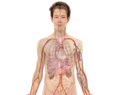 anatomy-man-human-face